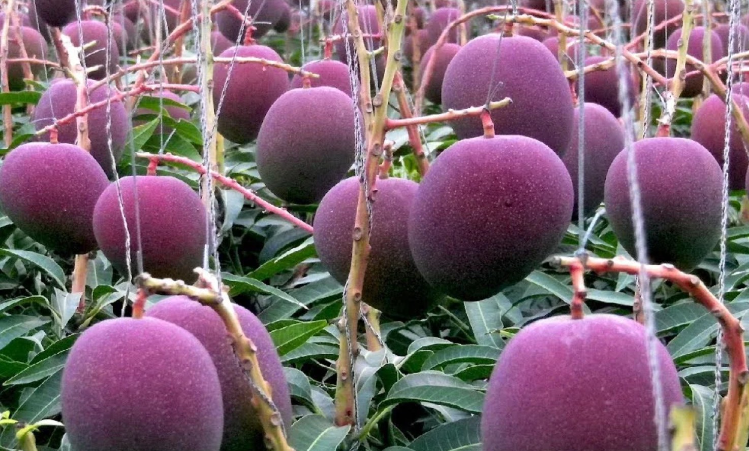 Miyazaki Mango: Why Japan’s Luxury Fruit Commands High Prices