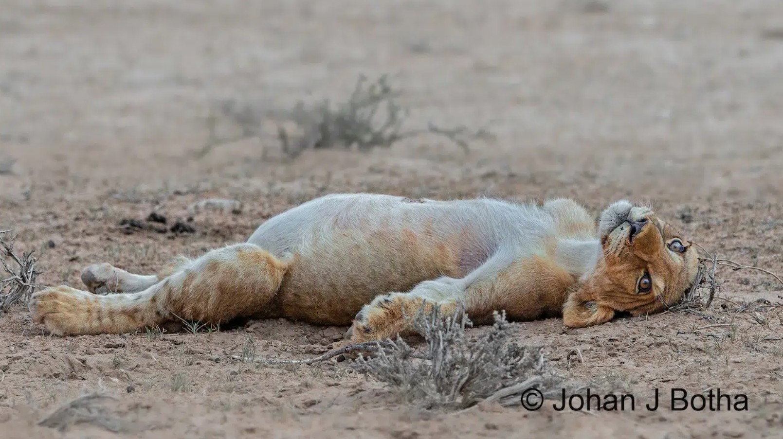 Lion Cub in a Food Coma
