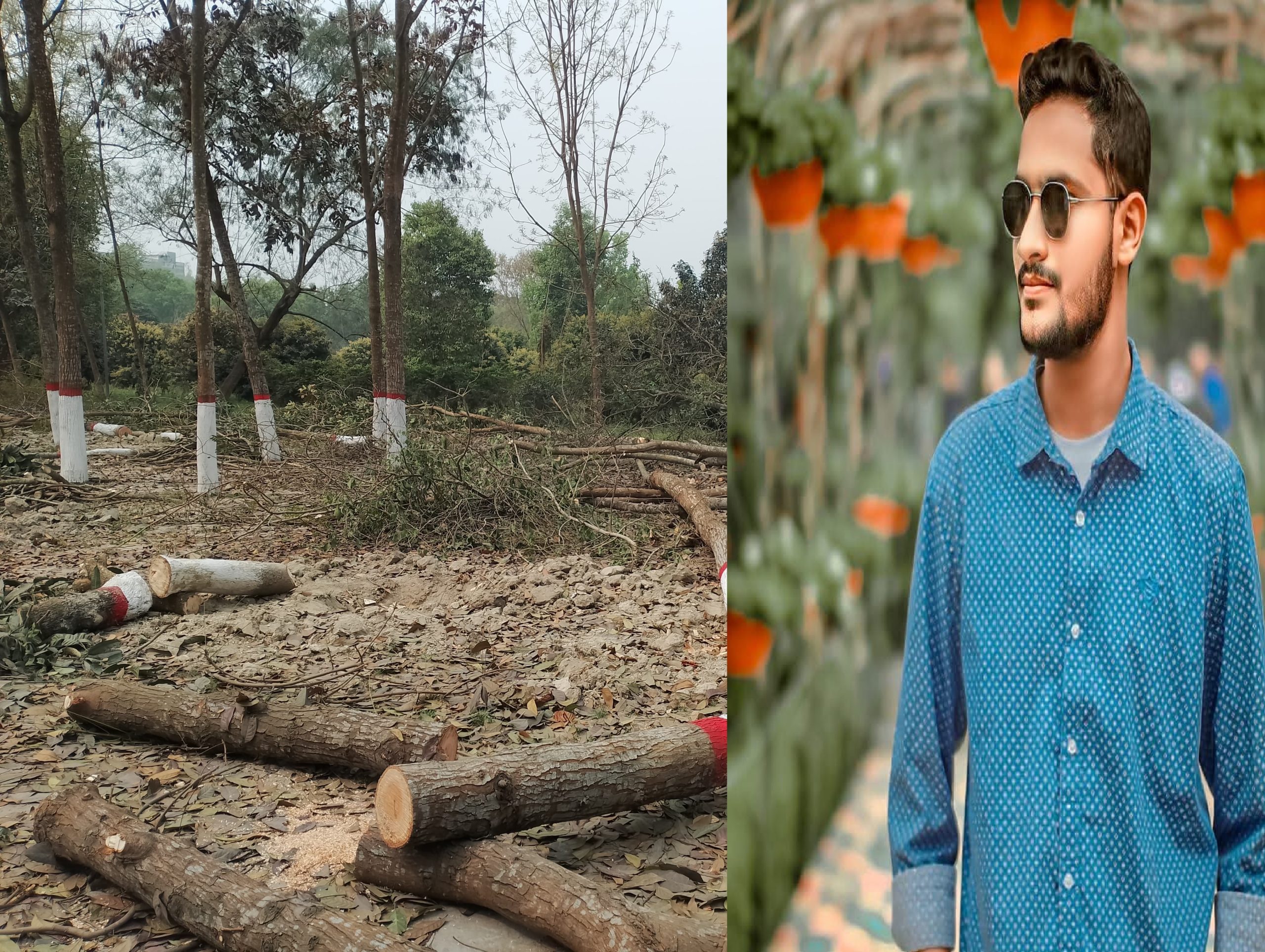 বেরোবির গাছ কাণ্ড