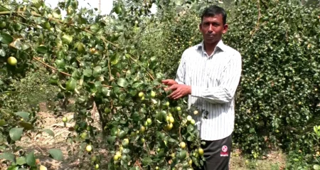 বরই চাষ