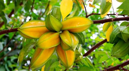 টবে বেড়ে উঠতে পারে যে ৩ ফলের গাছ ফলের গাছ