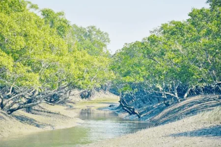 সুন্দরবন