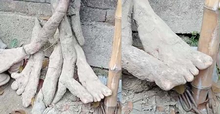 আলু