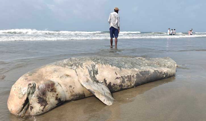 মৃত ডলফিন