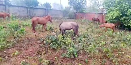 পূর্বাচলের নির্জন প্লটে জবাই করা ৯টি ও জীবিত ১১টি ঘোড়া উদ্ধার ঘোড়া