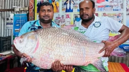 ২৯ কেজি ৬০০ গ্রাম ওজনের এক কাতলের দাম ৬৮ হাজার টাকা কাতলের দাম