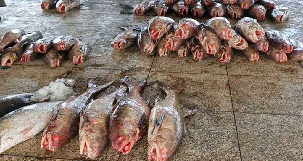 লাক্ষ্যা মাছ