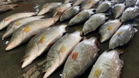একসঙ্গে ধরা পড়ল ৪০ কোরাল কোরাল