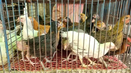 বোতলজাত সয়াবিন