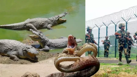 বাংলাদেশ সীমান্তের নদীতে কুমির ও সাপ ছাড়তে চায় ভারত Sasp