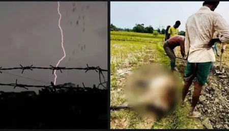 গবাদিপশুর মৃত্যু