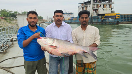 পদ্মার ২৫ কেজির কাতল সাড়ে ৪২ হাজার টাকায় বিক্রি কাতল