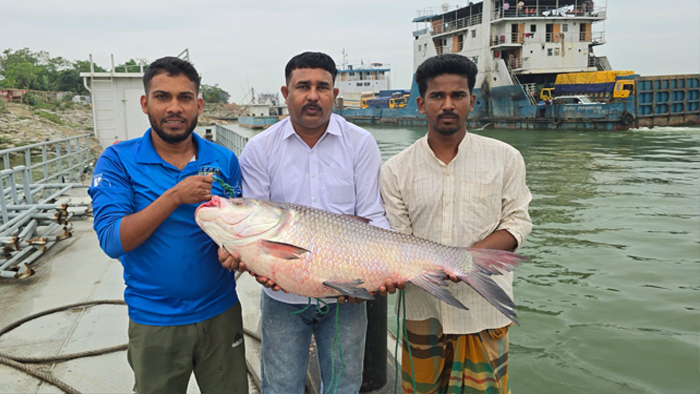 কাতল