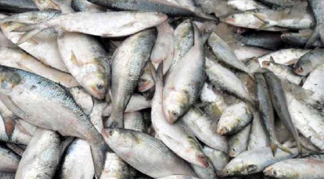 বঙ্গোপসাগরে মাছ ধরায় ৫৮ দিনের নিষেধাজ্ঞা