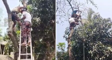 জামালপুরে গাছে উঠে আটকে ছিলেন বৃদ্ধ, ৯৯৯-এ কলে উদ্ধার বৃদ্ধ