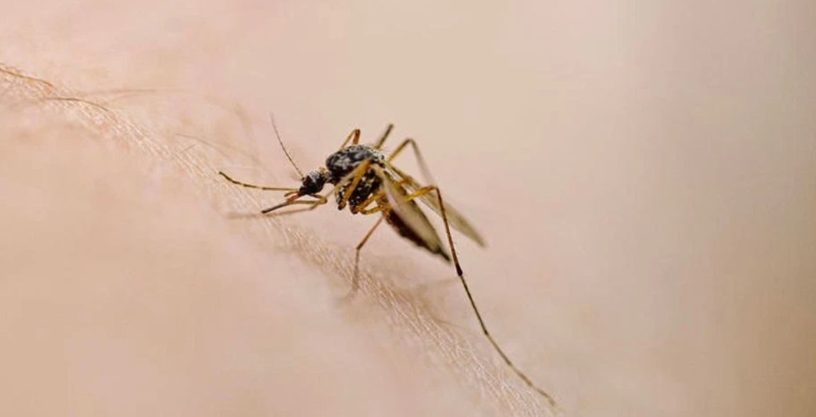 কয়েল ছাড়াই ঘরোয়া উপায়ে মশা তাড়ান কয়েল ছাড়াই ঘরোয়া উপায়ে মশা তাড়ান