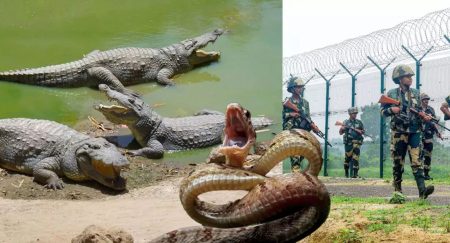 সীমান্তে কাঁটাতারের বদলে সাপ-কুমির? বিস্ময়কর পরিকল্পনা সাপ