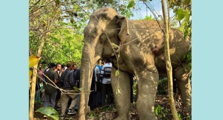 দীর্ঘ চিকিৎসার পর মারা গেল পাহাড়ের বয়স্ক পুরুষ হাতি হাতি