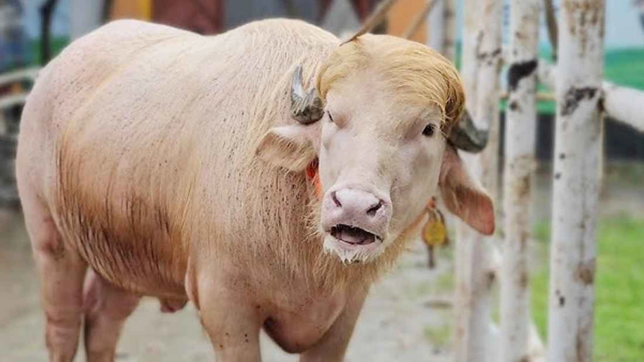 কোরবানি পশুর নাম ‘ডোনাল্ড ট্রাম্প’ ডোনাল্ড ট্রাম্প