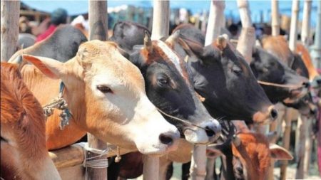 কুরবানির জন্য সুস্থ গরু চিনবেন যেভাবে সুস্থ গরু