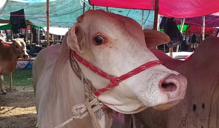 মিরকাদিমের গরু