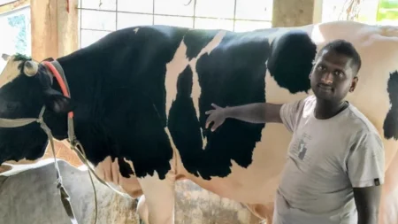 Cow