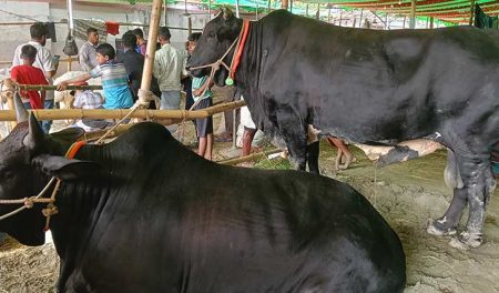 মানিকের ওজন ১ টন, রতনের ৯৫০ কেজি বিদেশি জাতের গরু