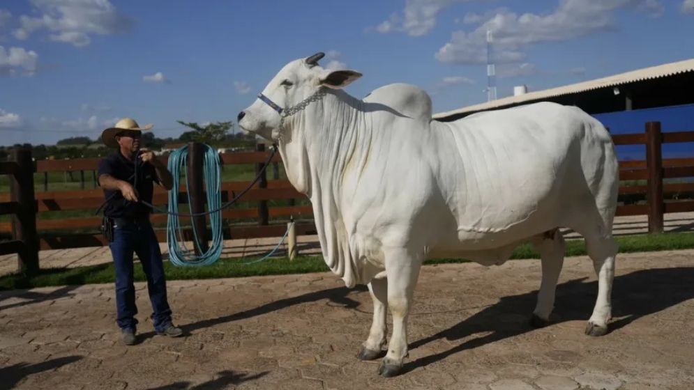 Cow