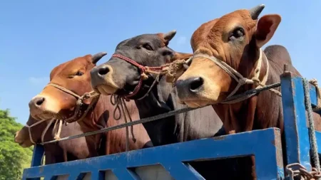 Cow