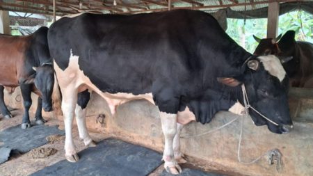 কুরবানির পশু