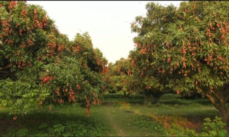 টাকা ছাড়াই খাওয়া যাচ্ছে লিচু লিচু