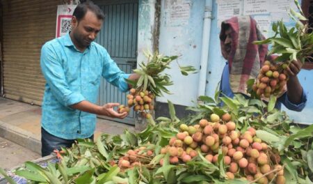মৌসুম শুরুর আগেই বাজারে অপরিপক্ক লিচু অপরিপক্ক লিচু