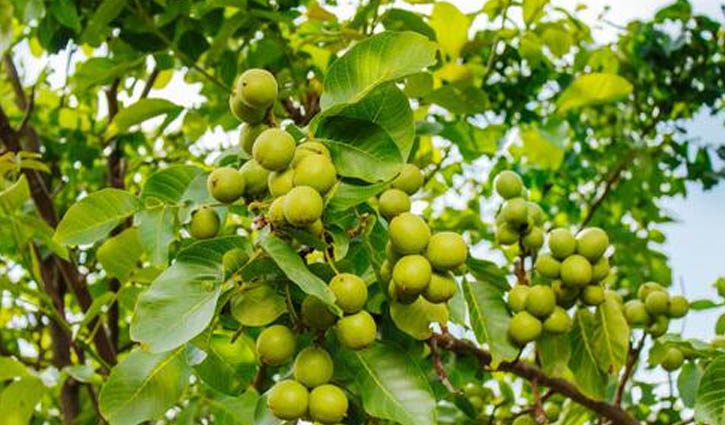 ম্যানচিনিল