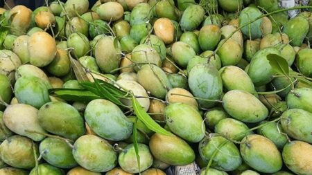 Mango