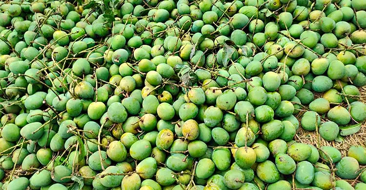 Mango
