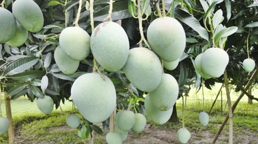 Mango