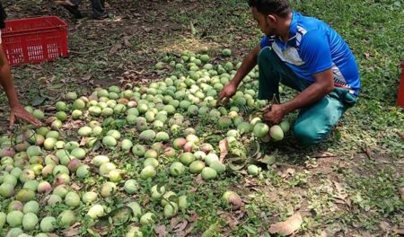জ্যৈষ্ঠের প্রথম দিন, রাজশাহীতে আম নামানো শুরু রাজশাহীতে আম