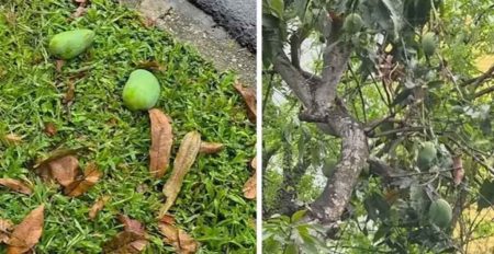 পড়ে থাকা আম কুড়োলেই গুনতে হয় ৫ লাখ টাকা জরিমানা Mango
