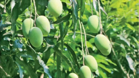 আম