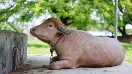 Viral Albino Buffalo