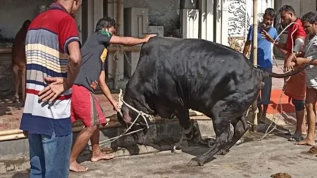 কোরবানি