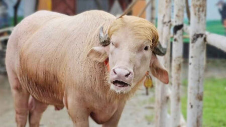 ডোনাল্ড ট্রাম্প