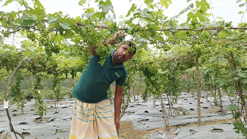 মিষ্টি আঙুর