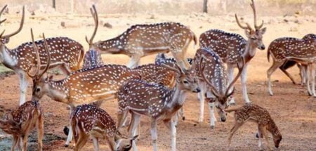 এবার ৫০ হাজার টাকায় কেনা যাবে হরিণ হরিণ বিক্রি