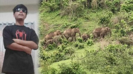 নেত্রকোনায় হাতির আক্রমণে প্রাণ গেল যুবকের নেত্রকোনায় হাতির আক্রমণ