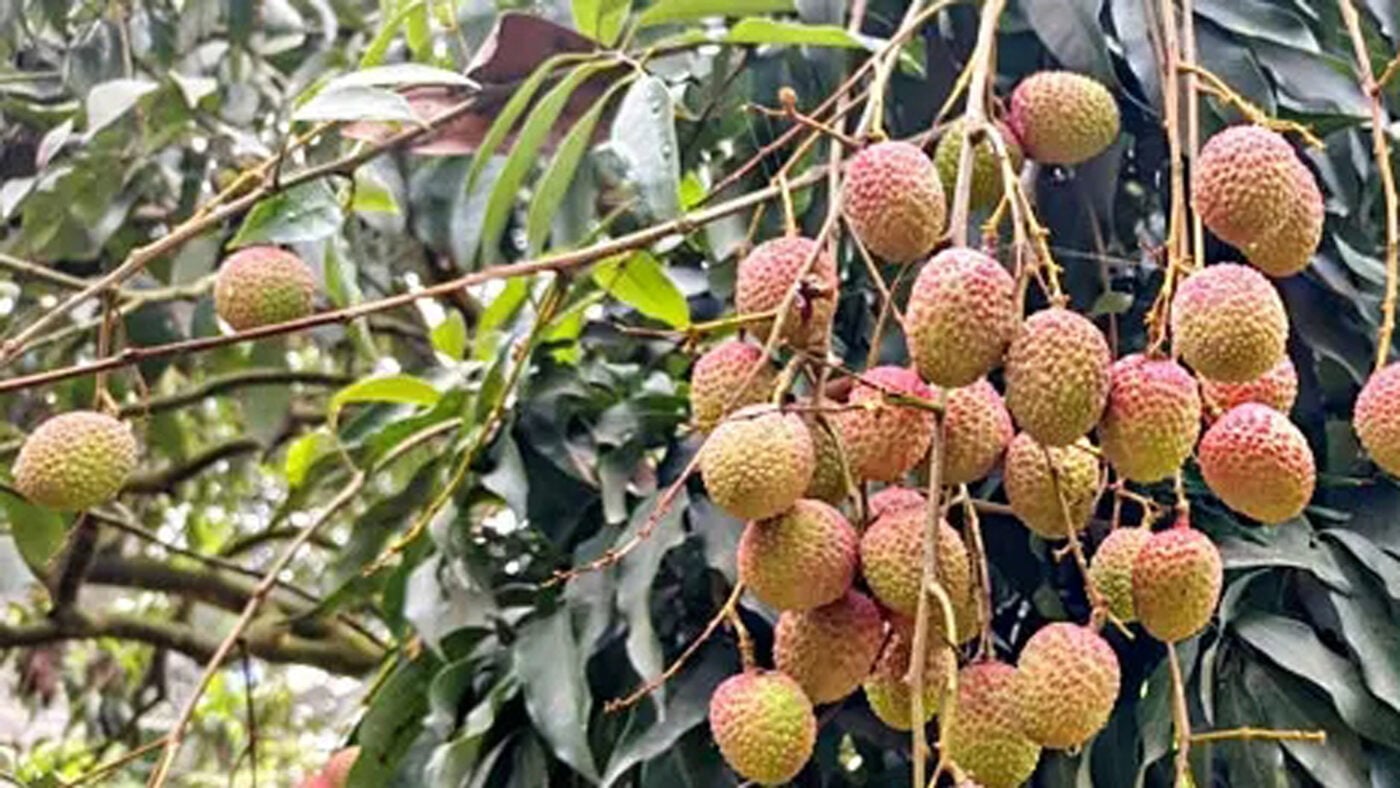 লিচুর ফলন