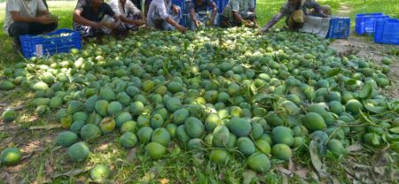 mango harvest natore farmers