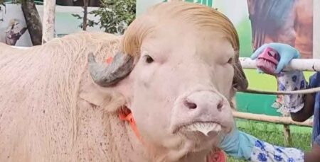 ঢাকায় আসছেন ‘ডোনাল্ড ট্রাম্প’ ডোনাল্ড ট্রাম্প