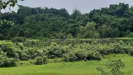 সীমান্তে মাইন বিস্ফোরণে তিন বাংলাদেশি নিহত সীমান্তে মাইন বিস্ফোরণ