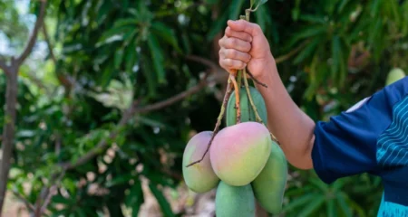 আম কুড়ালে ৫ লাখ টাকা জরিমানা